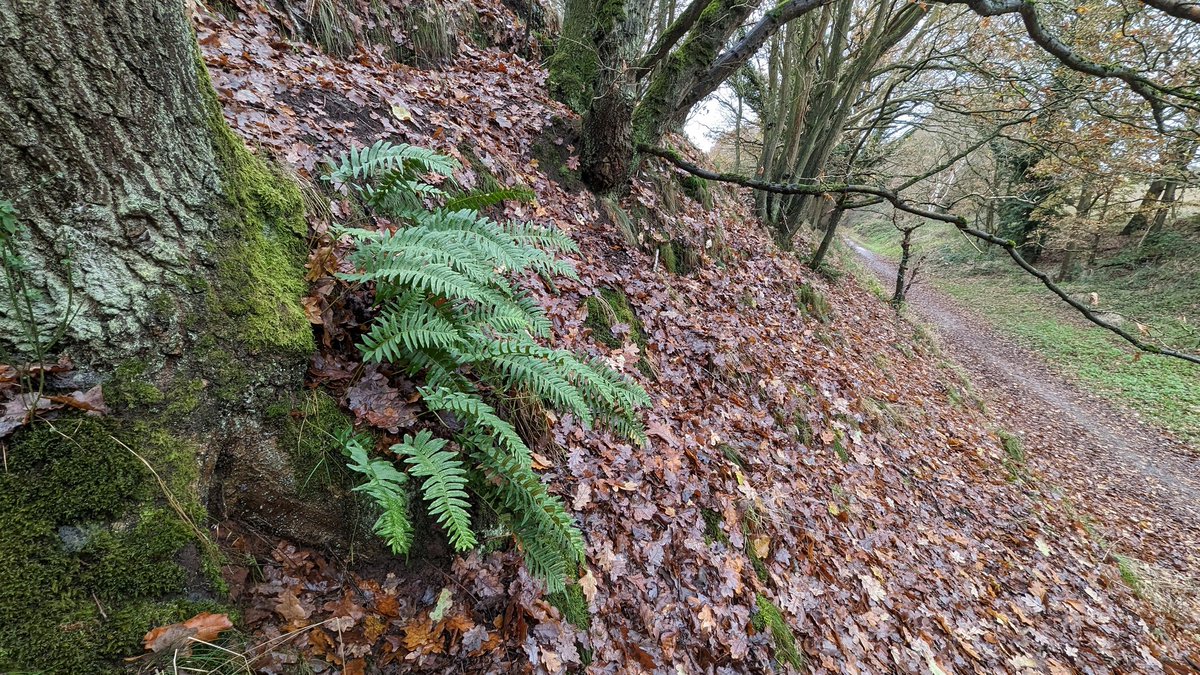 This Polypodium I want to say is P. vulgare based on the overall vibe and sori shape. BUT, something is giving me interjectum vibes - I think it's the width of the frond. @duckinwales it has been a while, What do you reckon? 🌿