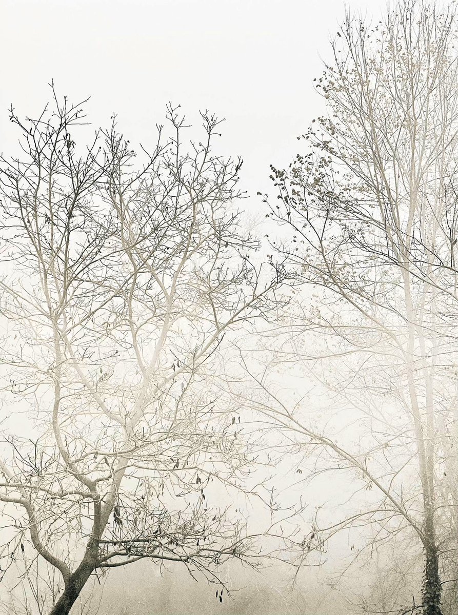 “The moors, draped in fog, conceal secrets that only reveal themselves to those brave enough to wander into the unknown.” Emily Brontë
#fog #books #readercommunity