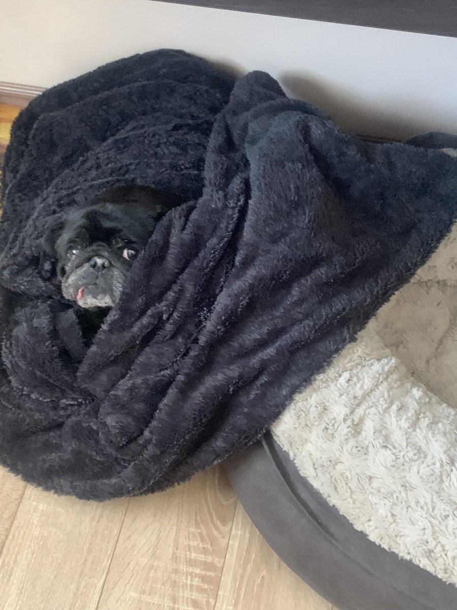 Snug as a pug! It’s cold out there today! How’s the weather where you are?