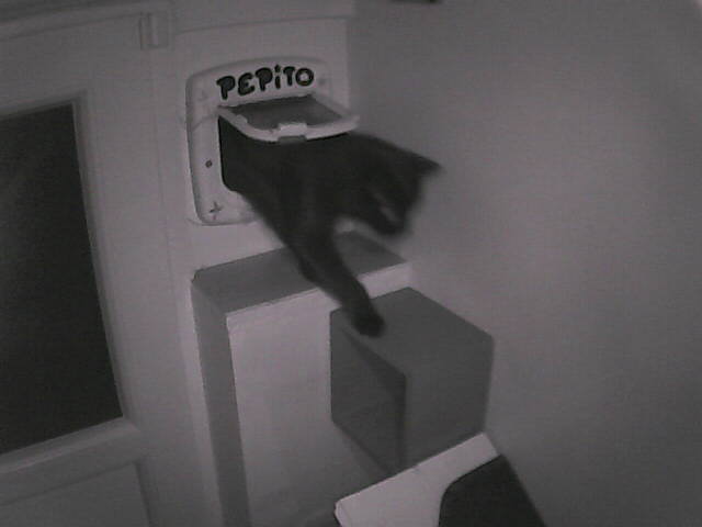 PepitoTheCat's tweet image. Pépito is back home (23:27:05)