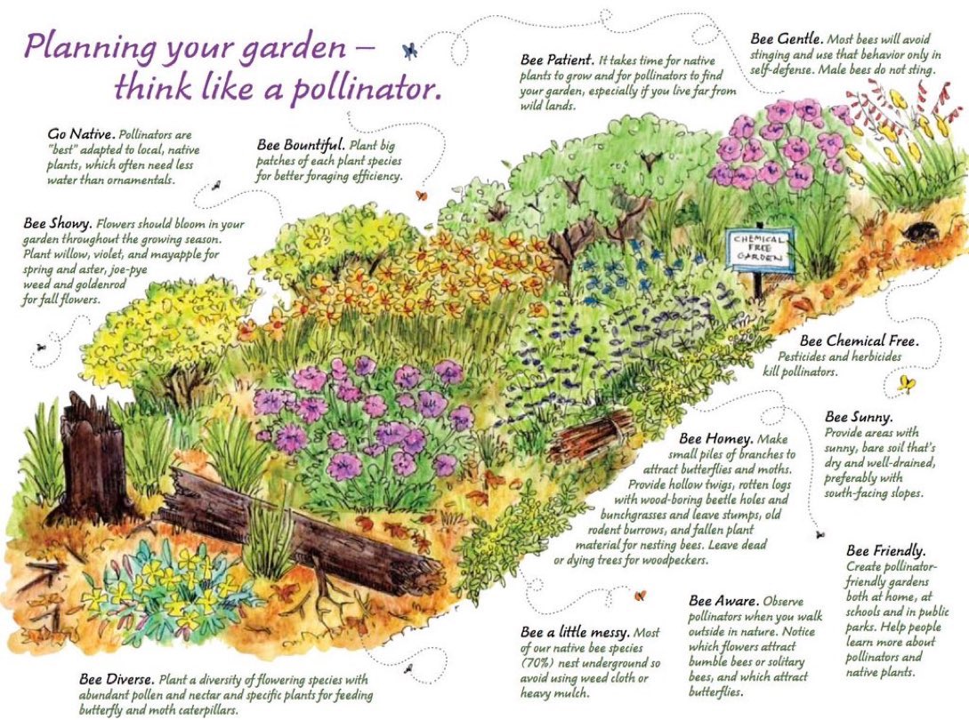 Planning your garden? Think like a pollinator! 🐝