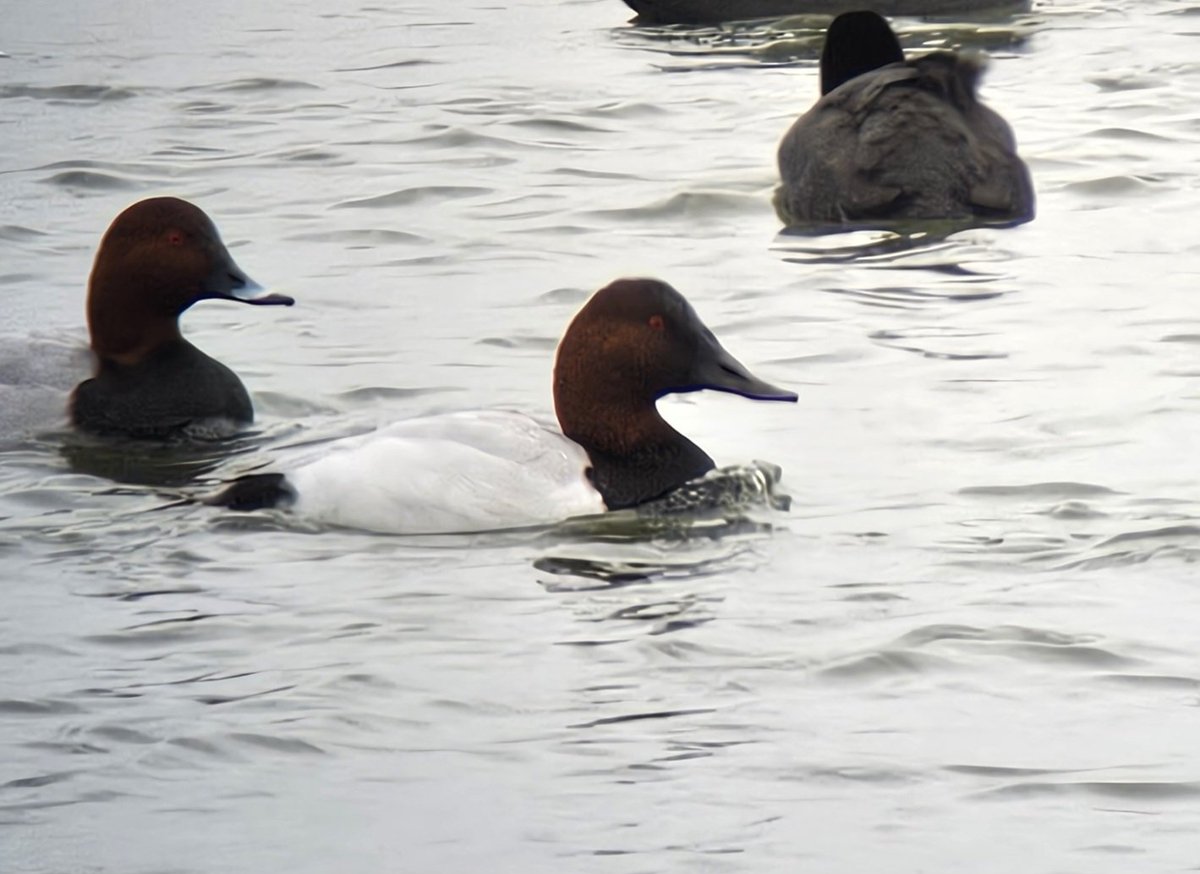 A few more phone-scoped shots of the Canvasback from Abberton Reservoir this morning, was fascinating to watch its gular patch bulging while displaying to the female Pochards