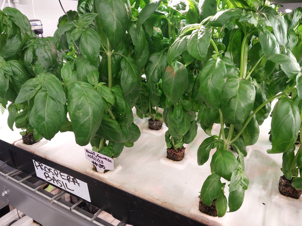 Naveed Hasan (@read_naveed) on Twitter photo Spontaneous invitation to <a href="/tffjinitiative/">TeensforFoodJustice</a> public school hydroponic farm on the UWS โ compelling enough to drop everything go!
Shout out to Senior Farmer-Educator Alyssa for showing <a href="/DrKYSR/">Kaliris Salas-Ramirez, PhD</a> & myself around. We learned a bunch & each walked away with a fresh 1+ pound cucumber.๐ฅ๐ฅ Spontaneous invitation to <a href="/tffjinitiative/">TeensforFoodJustice</a> public school hydroponic farm on the UWS โ compelling enough to drop everything go!
Shout out to Senior Farmer-Educator Alyssa for showing <a href="/DrKYSR/">Kaliris Salas-Ramirez, PhD</a> & myself around. We learned a bunch & each walked away with a fresh 1+ pound cucumber.๐ฅ๐ฅ