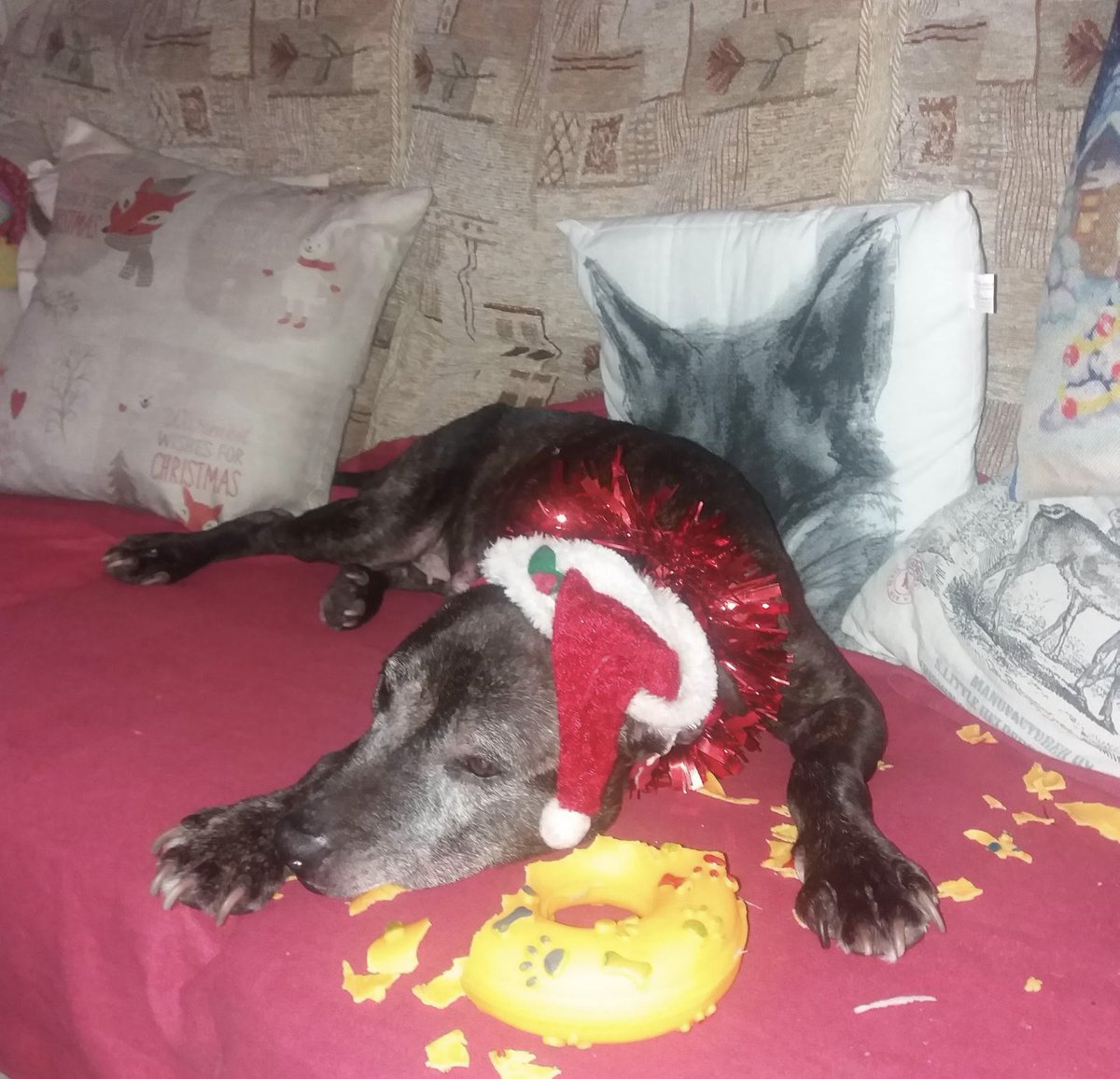 Rosie on her #last #ChristmasDay that she would spend with me in 2019. She was #havingfun here #playing but was #gettingtired, #blessher. 😀 ❤️ xxxxxxxxxx

#christmas #christmas2019 #fun #mydog #dog #dogs