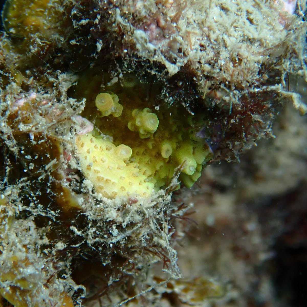 Is site or device design more influential in the survival &amp; growth of seeded corals 🤔

<a href="/AIMSatJCU/">AIMS@JCU</a> PhD candidate <a href="/TNWhitman/">Taylor Whitman</a> is analysing devices deployed during last year’s spawning on Woppaburra sea Country to find out.

#ACRRI <a href="/bhp/">BHP</a> @WeAreWoppaburr1

🔗 ow.ly/8uhc50Qgcuz