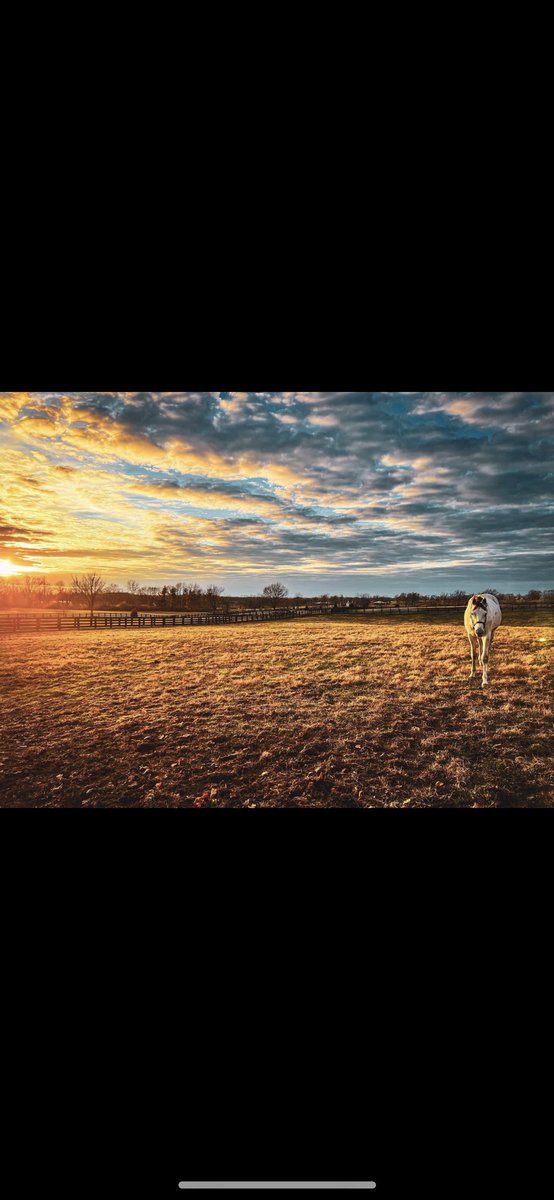 Dermo99's tweet image. In the words of Winston Churchill- “There is something about the outside of a horse that is good for the inside of a man” #FernhillStables