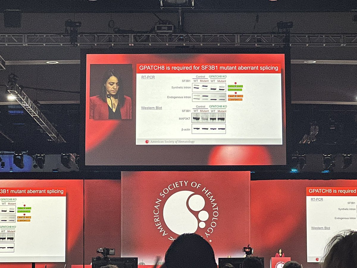 What a spectacular talk by @SBenbarche in #ASH23 Plenary talk.. still awestruck by this amazing data! Congrats to @AbdelWahablab and team !!