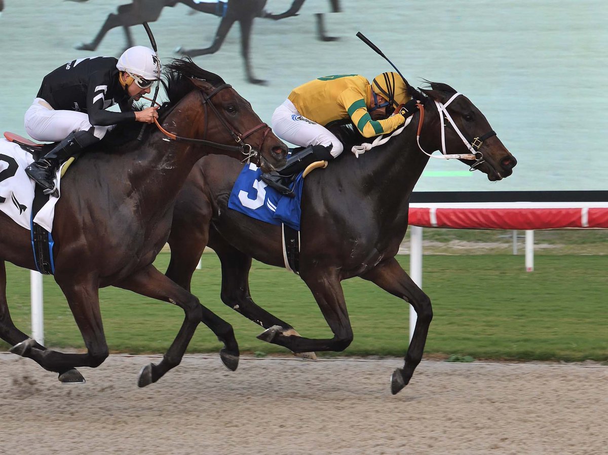FTBOA (@florida_horse) on Twitter photo Wire to Wire: Happyisashappydoes Wins <a href="/GulfstreamPark/">Gulfstream Park</a> Allowance * Amid Daunting Issues, A Message to Industry Students: Don't Give Up * Florida-bred Entries & Results in Stakes <a href="/jockeygallardo/">Antonio Gallardo</a> #FloridaBred <a href="/FirstDudeDDF/">Double Diamond Farm Llc</a> <a href="/UA_RTIP/">U of A Race Track Industry Program</a>
conta.cc/3TpgBzP Wire to Wire: Happyisashappydoes Wins <a href="/GulfstreamPark/">Gulfstream Park</a> Allowance * Amid Daunting Issues, A Message to Industry Students: Don't Give Up * Florida-bred Entries & Results in Stakes <a href="/jockeygallardo/">Antonio Gallardo</a> #FloridaBred <a href="/FirstDudeDDF/">Double Diamond Farm Llc</a> <a href="/UA_RTIP/">U of A Race Track Industry Program</a>
conta.cc/3TpgBzP