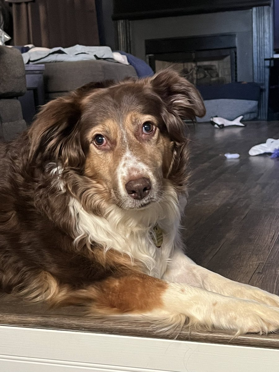 The 🐐 Quinn #Furbaby #Aussie #AustralianShepherd #BorderCollie #Collie #DogDad