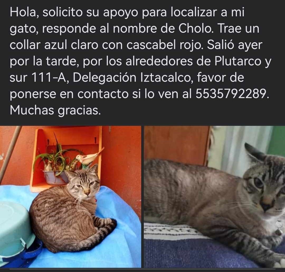 "Cholo" se perdió por Plutarco y Sur 111-A

Ayuda para que regrese a casa.

Inf : 5535792289