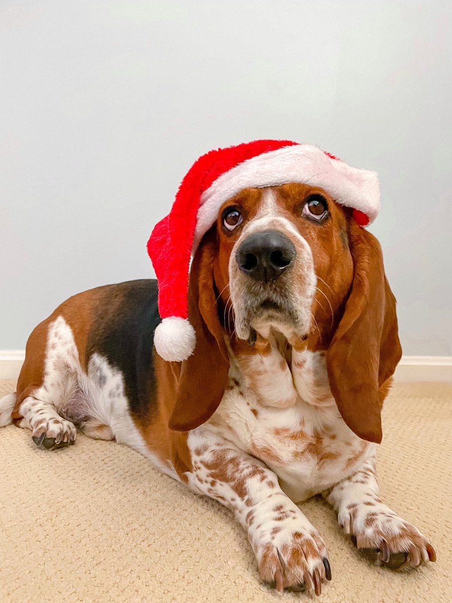 ElmerTheBasset's tweet photo. Move over big guy. Forget about joy, this holiday Iβm spreading slobber π
πΌ #howlidays #santapaws #christmas #santa #tistheseason #hohoho #bassethound https://t.co/EOLFPQXV2L