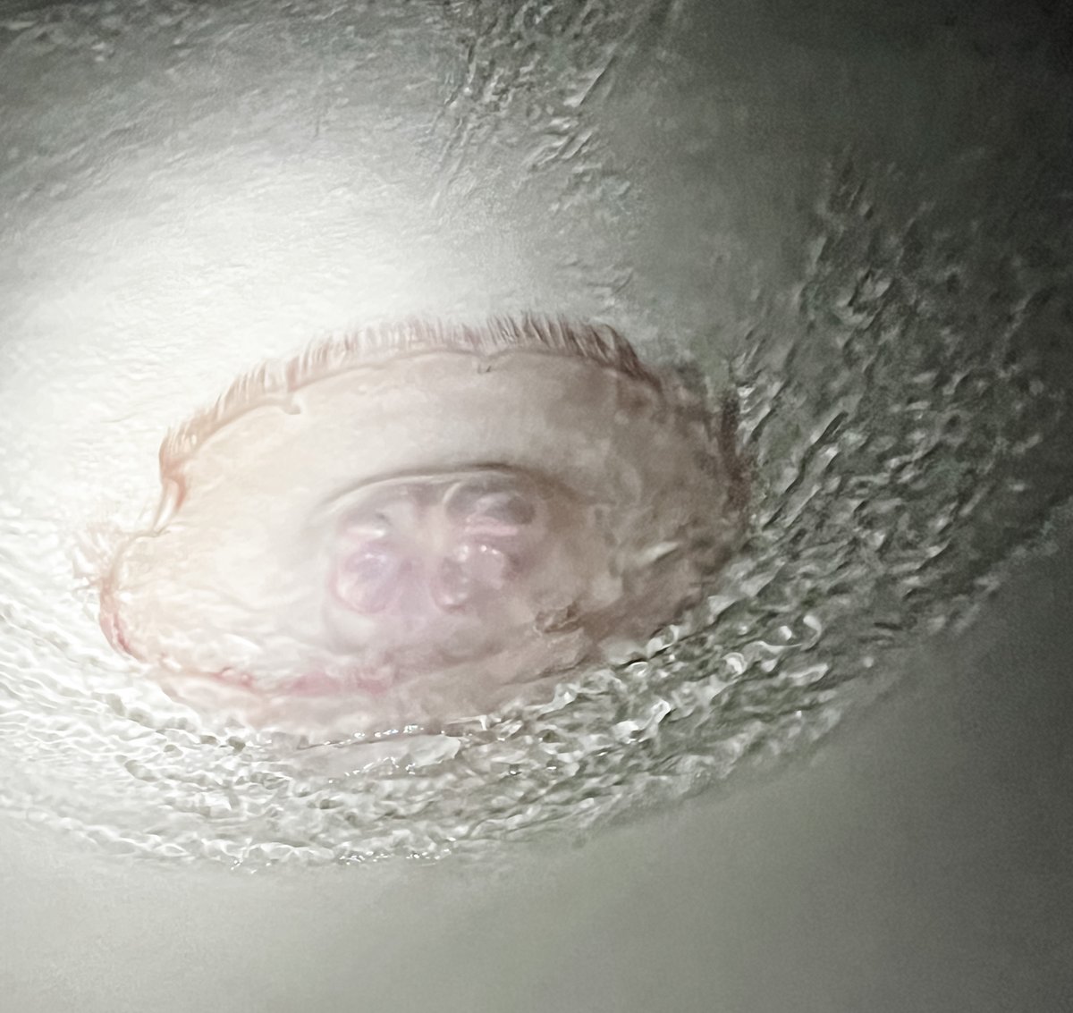 Did you know that during your next trip to <a href="/VisitALBeaches/">Visit Alabama Beaches</a>  you can take an adventure to Bird Island by night kayaking with Sea View Tours! This was an incredible experience and one we would love to do again! 

#VisitALBeaches #ALBeachBlogger #alabamatravel #alabamabeaches