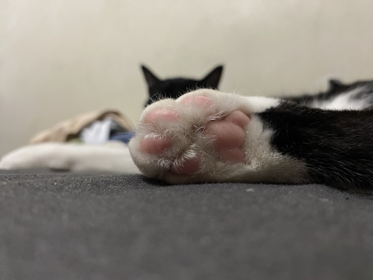 🦋Melu tweet media