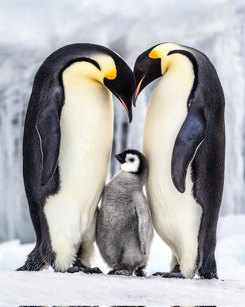 penguin_club09's tweet photo. Parenthood ❤️🐧
Rate this cuteness out of 10-100!
#PenguinOfTheDay
#TeenFashion #PenguinTeens #PenguinStyle
#FlightToNowhere
#Penguins https://t.co/tqTtPgZjlM