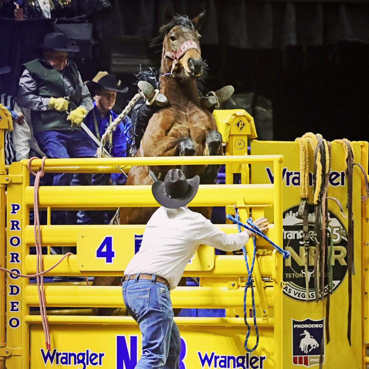 photompeters's tweet photo. Sage Newman takes home Round 3 win with an 89pt ride on Calgary Stampede's Weekend Departure. https://t.co/KuW9fuc69H