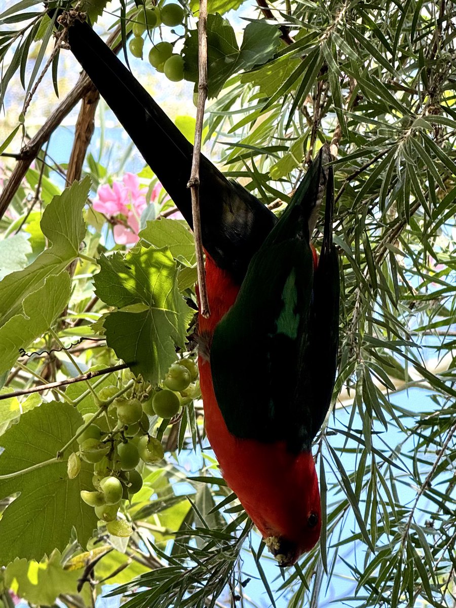mauranolan's tweet photo. Australian king parrot enjoying a snack #redparrot #hanging #australia #birds #trees #nature #stunning #travel #downunder https://t.co/dsaoOZfiNV