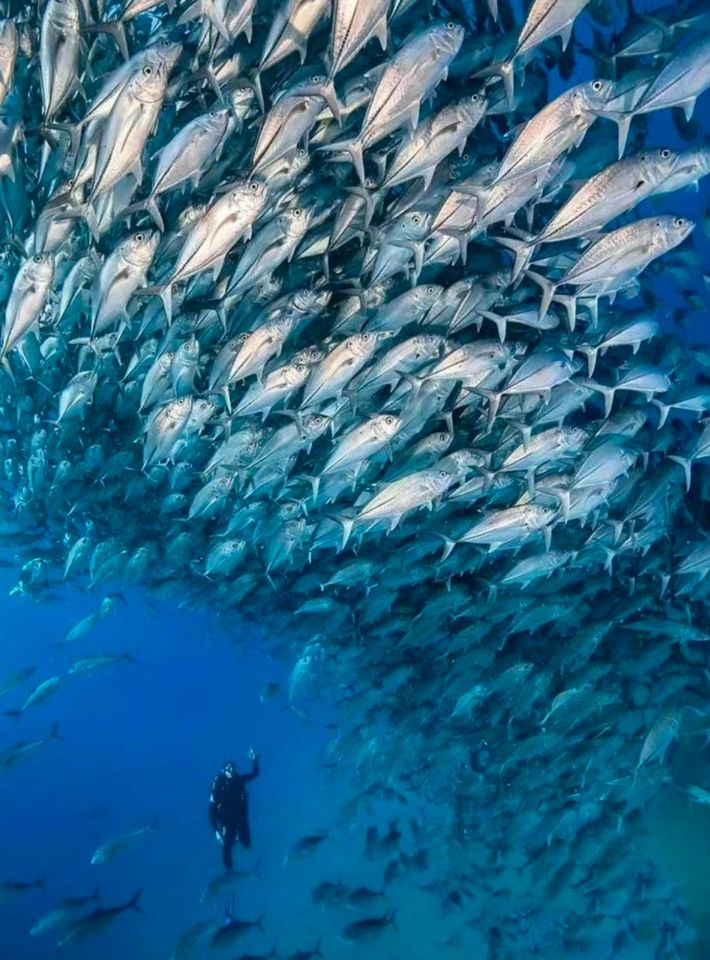 hiplength discommendable
Tôi là người yêu thích ẩm thực và muốn tìm một người bạn đồng hành để cùng khám phá những món ăn độc đáo.