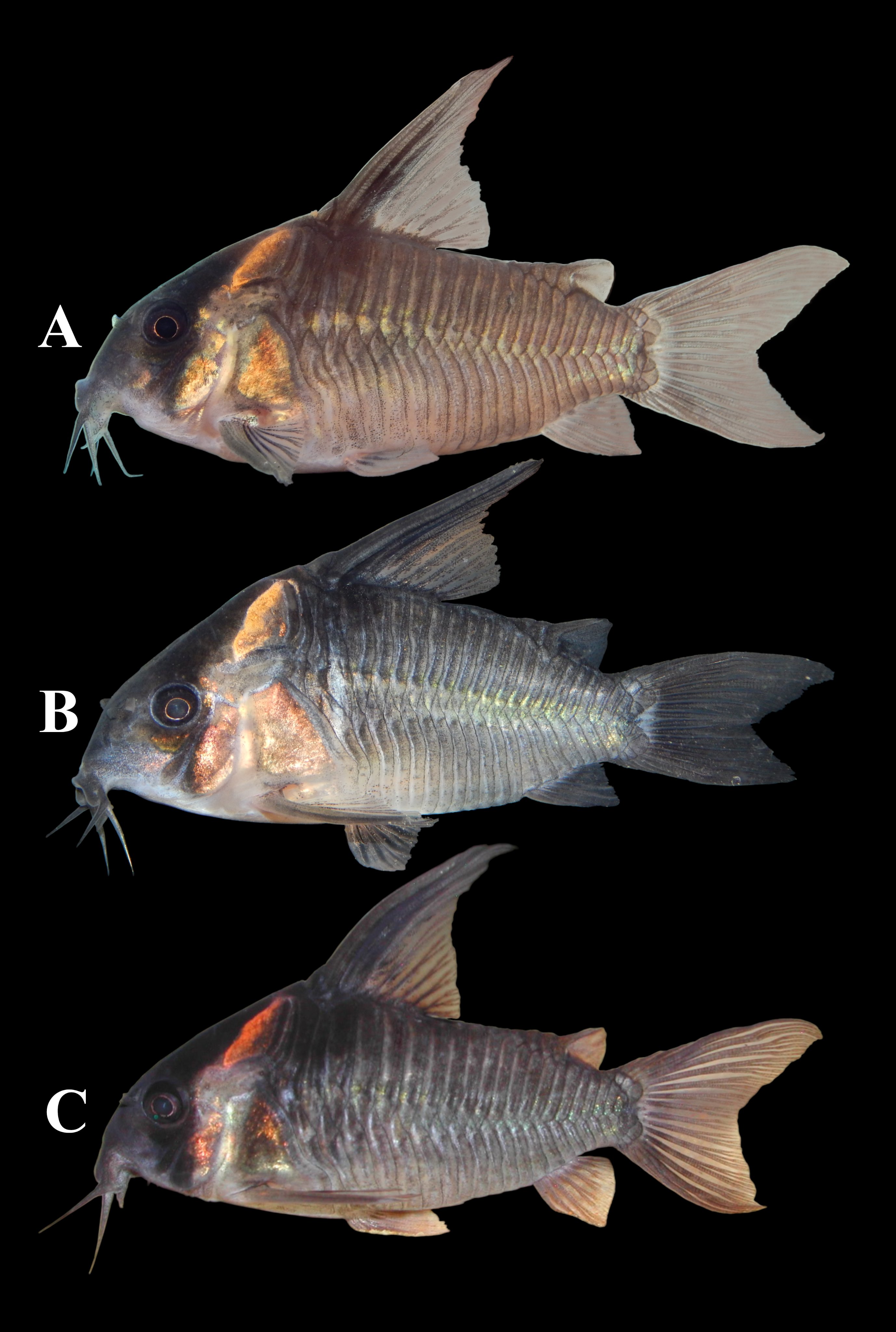 コリドラス 淡水魚】激安 コリドラス アマンダジャネア ワイルド【1匹
