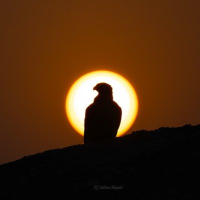 im-wildvaibhav tweet media