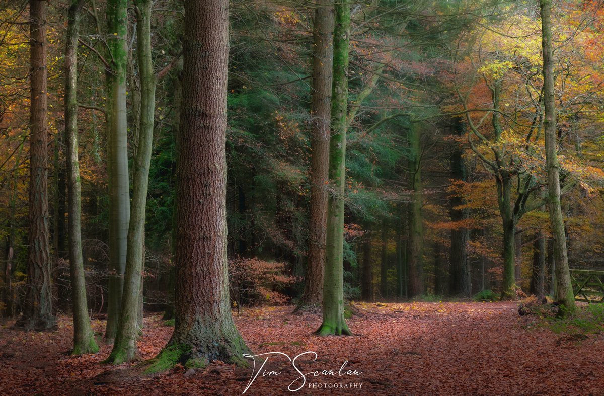 Worcester Walk, Forest of Dean