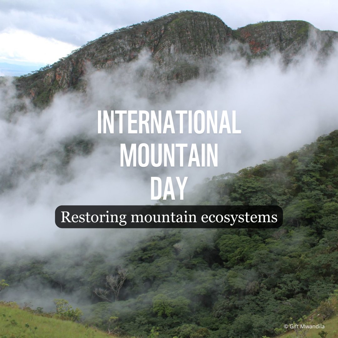 wwfzambia's tweet photo. Join us in celebrating International Mountain Day on December 11! This year's focus is on restoring mountain ecosystems. Mountains are home to about half of the world's biodiversity hotspots and supply fresh water to the global population.
#WWFZambia
#TogetherIsPossible
#Mountain https://t.co/4sGAjtSAOs
