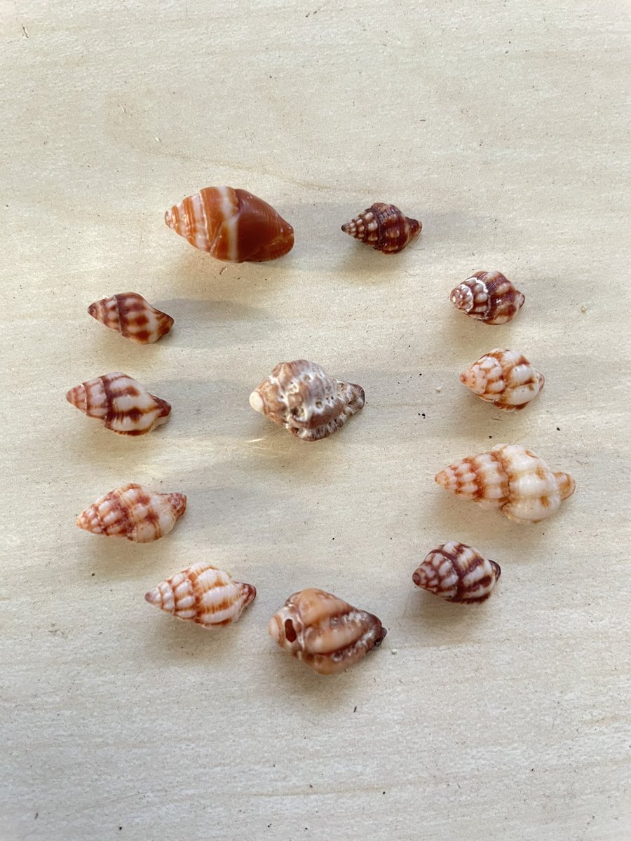the tiny shells i gathered today #shells