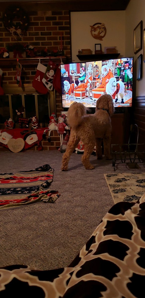 assssh1027's tweet photo. Dansby loves his grandparents house ❣️ https://t.co/Jhb9CogEnd