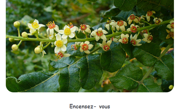 lafeedusud's tweet photo. Elle est de retour.  L'huile essentielle Boswellia fait merveille pour le corps et l'âme des cœurs fatigués.
Suivez la news qui prend soin de vous : 
https://t.co/0LFLm8iEhO
#acoupdelles #newsletter #huilesessentielles #encensoliban #boswellia https://t.co/sZxMSdTvTN