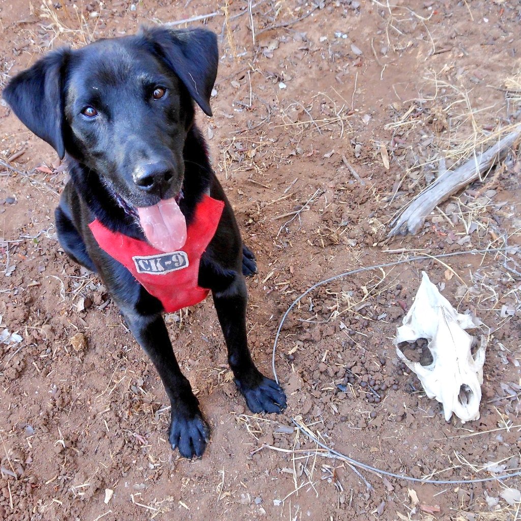 roguedetection's tweet photo. @ArjDheer @ScrapNaturalist Amazing! Much needed. Sadly, while the hyena research we were involved w (spotted/brown alongside lion, cheetah, leopard & wild dog, MZ & ZA) was never published we gained a BIG ✊🏽 for #Hyaenidae. 👇#WildlifeDog Scooby w snared hyena 😔 + his 🥎 that rolled in fresh hyena 💩 (🤦🏾♀️) https://t.co/KWDHzKXXgW
