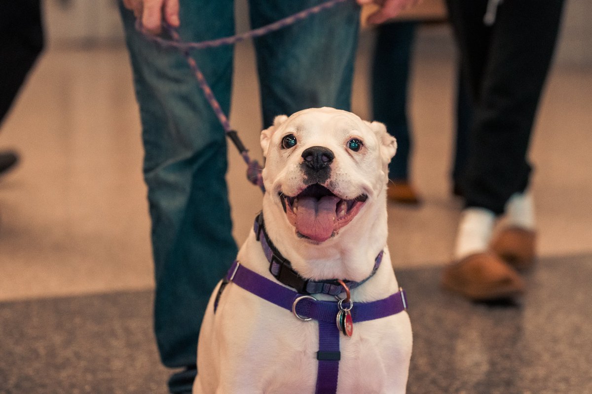 Ohio State Men's Hockey tweet media