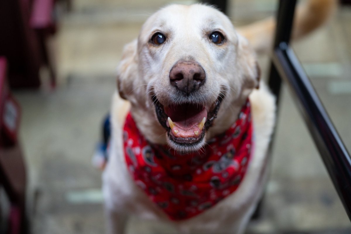 Ohio State Men's Hockey tweet media
