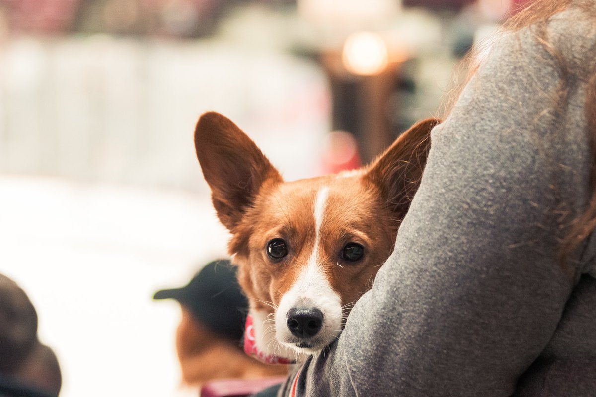 Ohio State Men's Hockey tweet media