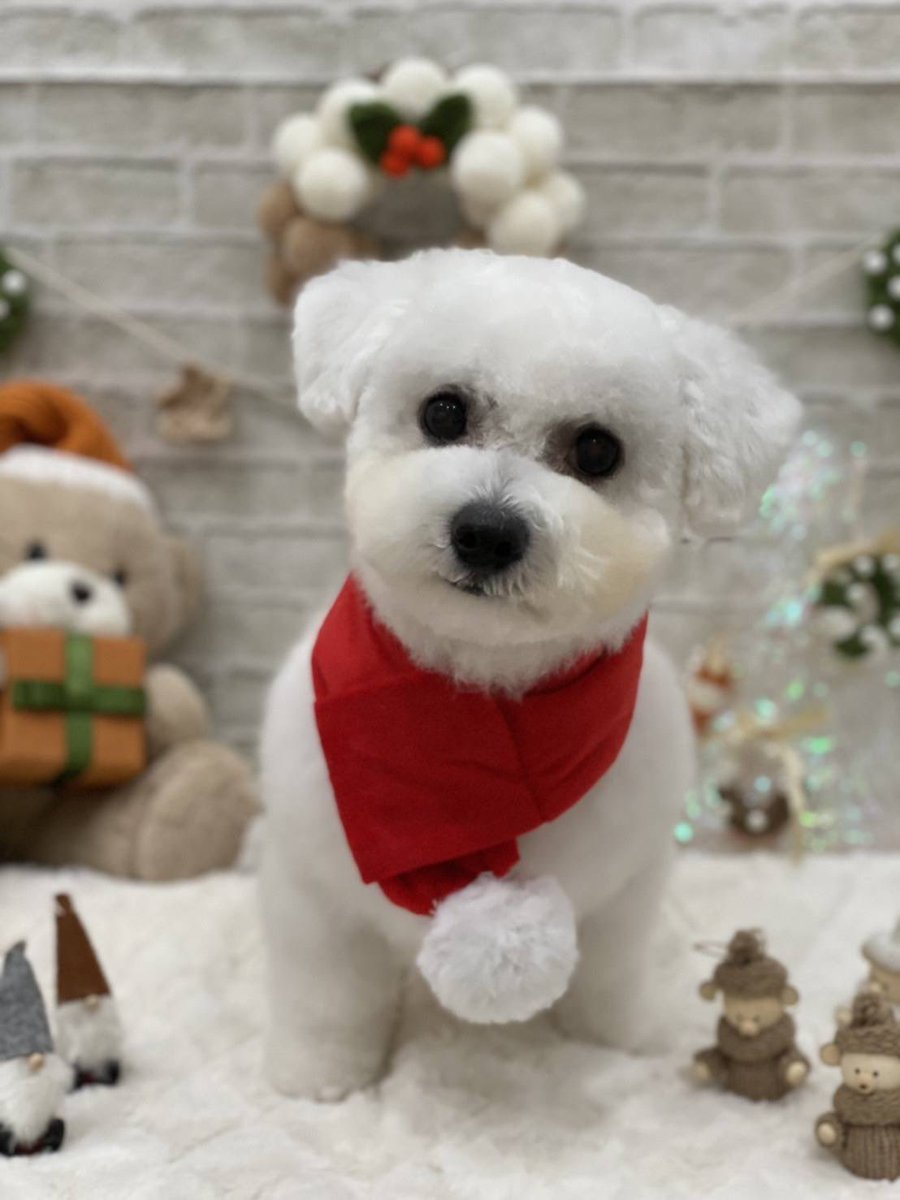 roy_stagram's tweet photo. トリミング🐶
#ヨークシャテリア
#ヨーキー
#ロイ
#ビションフリーゼ
#ビション
#ビビ
#トイプードル
#ルゥ
#犬好きと繋がりたい https://t.co/8Op6ssG94b