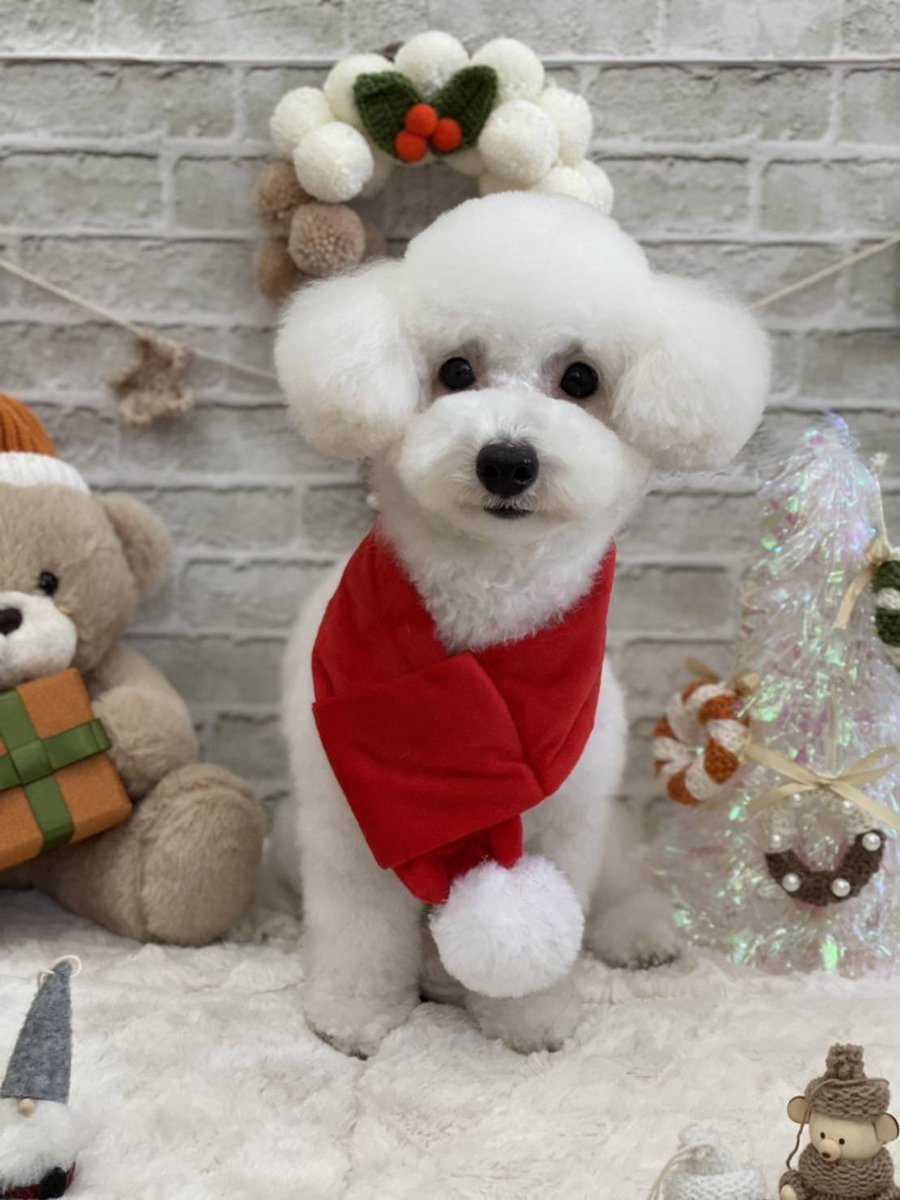 roy_stagram's tweet photo. トリミング🐶
#ヨークシャテリア
#ヨーキー
#ロイ
#ビションフリーゼ
#ビション
#ビビ
#トイプードル
#ルゥ
#犬好きと繋がりたい https://t.co/8Op6ssG94b