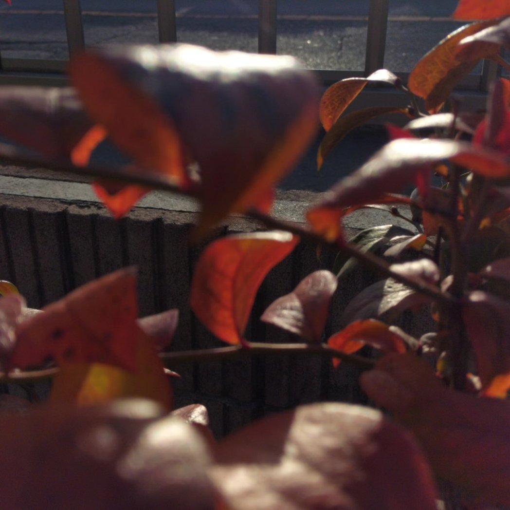 12月になっても季節外れの
暖かい日が続いてます

我が家の紅葉
昨年仲間入りした
鉢植えのブルーベリー

#ブルーベリー
#紅葉