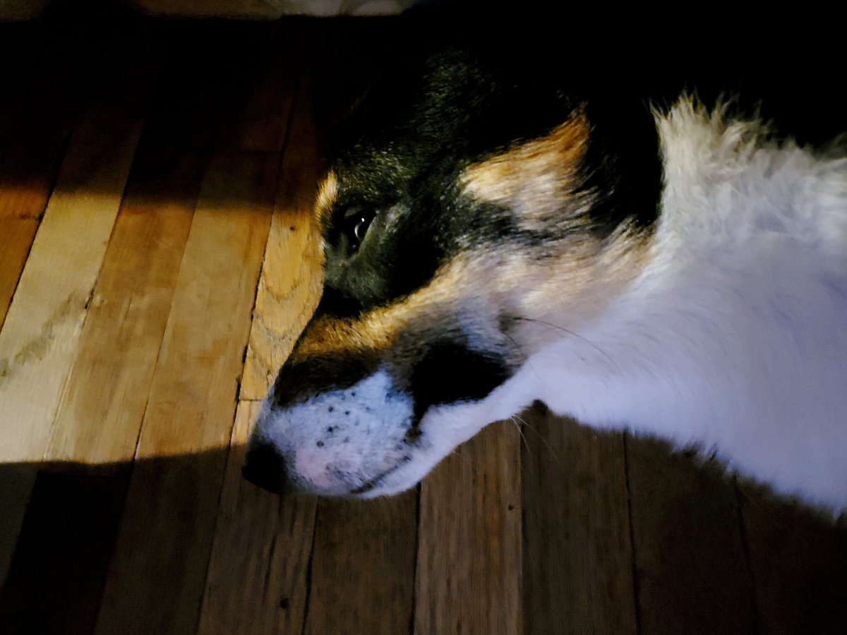 Thatoneguycw's tweet photo. Axl #corgi https://t.co/cIlXS7ehPm