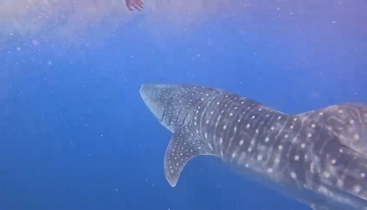 DrLarryMarshall's tweet photo. Chasing whale sharks, while Cyclone Jasper chases us - majestic creatures that freely swim the oceans of our planet but no where better than our own GBR @GBRFoundation
#richardfitzpatrick
@gbrmarinepark @annamarsden @QueenslandGov
@BiopixelTV https://t.co/eOdIOhATy0