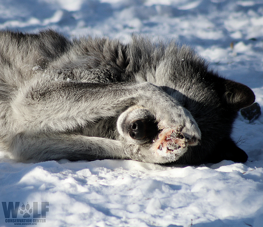 nywolforg's tweet photo. Don't look - Monday is back 🙈 https://t.co/40zIC7kKDM