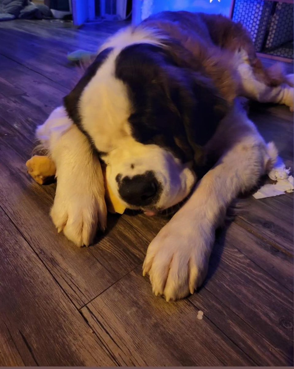 Lazy Sunday with this guy