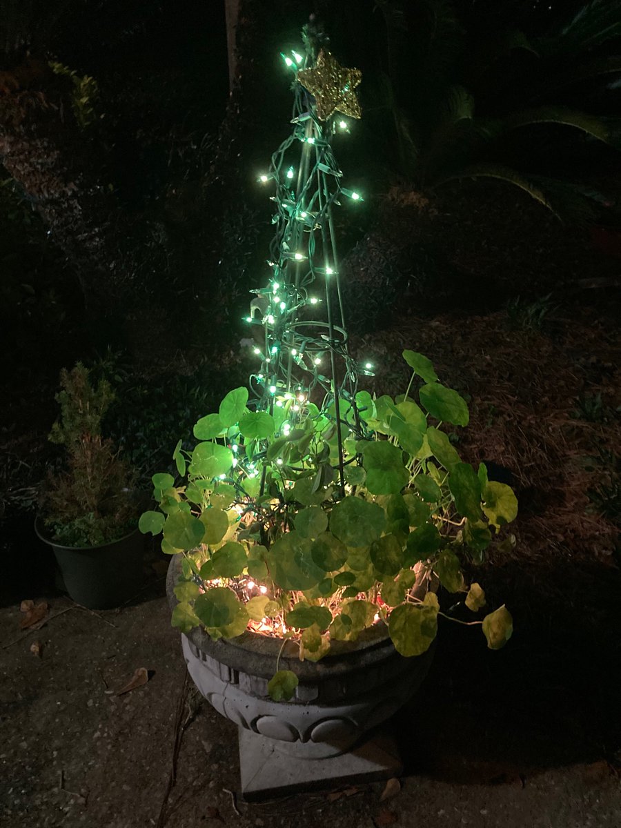 daily plants tweet media