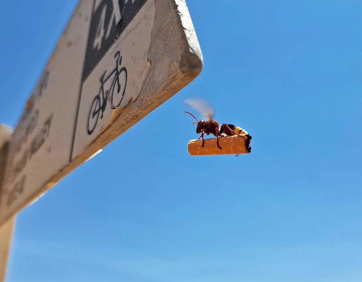 Beast pic of wasp with cig