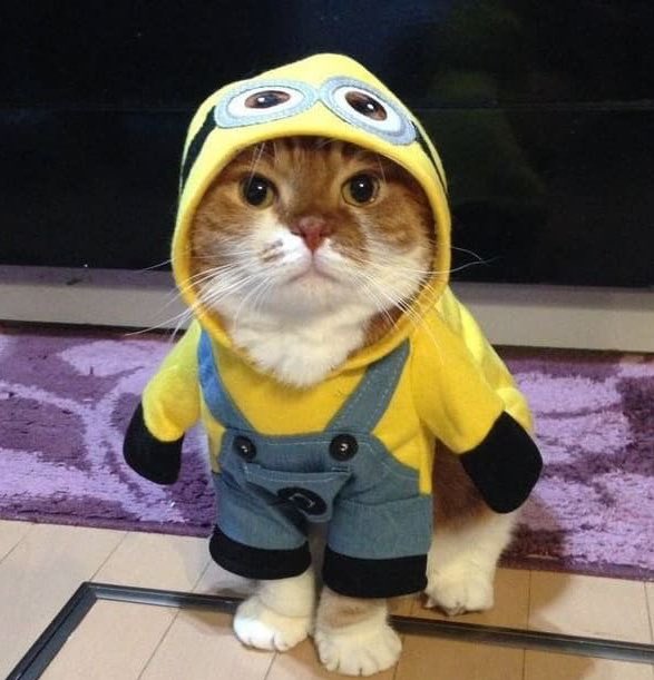 lee know as cats 🐱 (@linoascats) on Twitter photo 