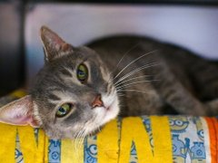 Lovely handsome senior boy looks for love & looks for joy! 'Bozworth' has been waiting long at NYC ACC to hear a rescue song! Loving, playful & loads of fun Bozie hopes you are the one! If in #NewYork do the deed or pledge for rescue this boy in need! VERY URGENT!…