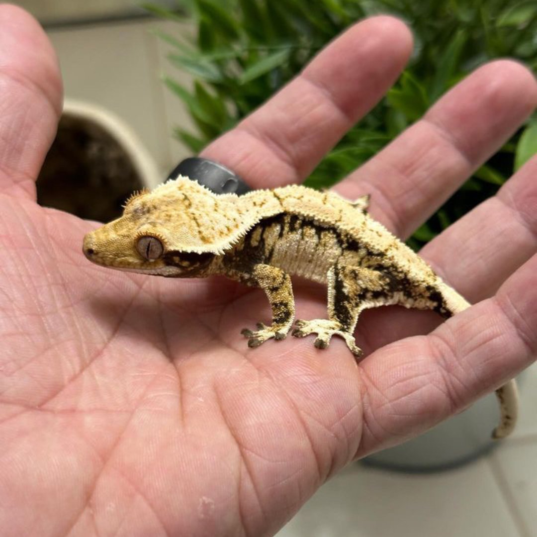 Minnow Pond Tarot tweet media