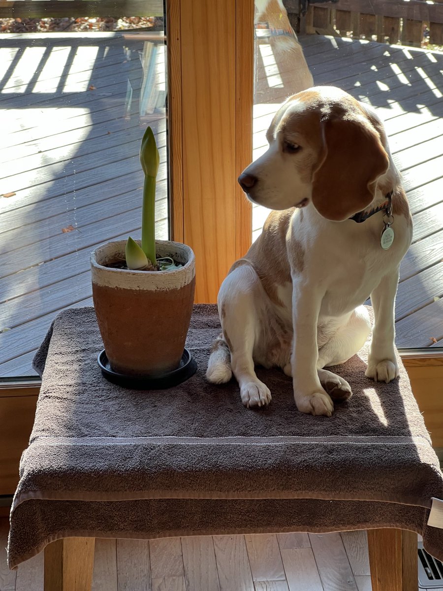 Not so sure about this thing!