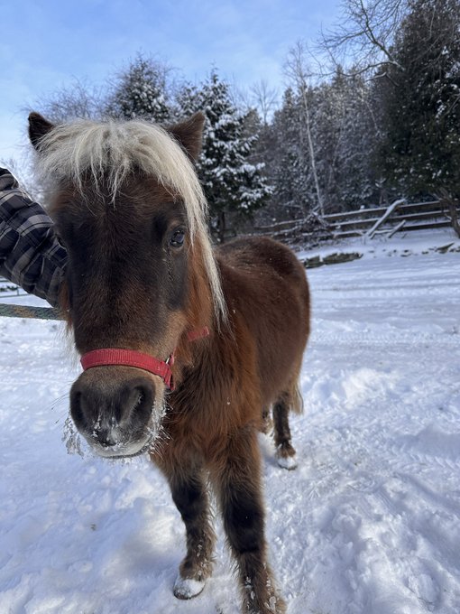 Holy crap eplay crew 🥰😭❤️ Casual hangs turned into &ldquo;buy Lara a pony for Christmas&rdquo;   This is Ginny! She&rsquo;s<a href="/tag/mvsales"class="tags"><span>#mvsales</span></a>
