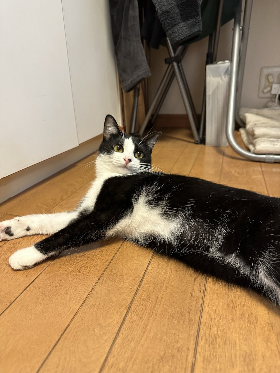 fukamidori6's tweet photo. 本日12/11は！！なんと！！みんなの最強アイドルてんちちゃんが我が家に来て丸1年の！！記念日！！です！！！わー！！ https://t.co/SMnAqzIenO