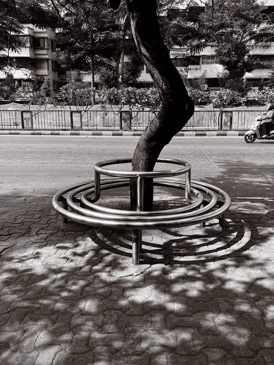 SloganMurugan's tweet photo. #FiftyTrees #TreesofMumbai https://t.co/lg1xzxlT8R