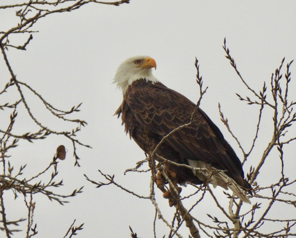 PeggyGierhart's tweet photo. Who doesnโt love a Bald Eagle? ๐ฆ
#eagles #birding #Wisconsinbirds https://t.co/fMjQneISBl