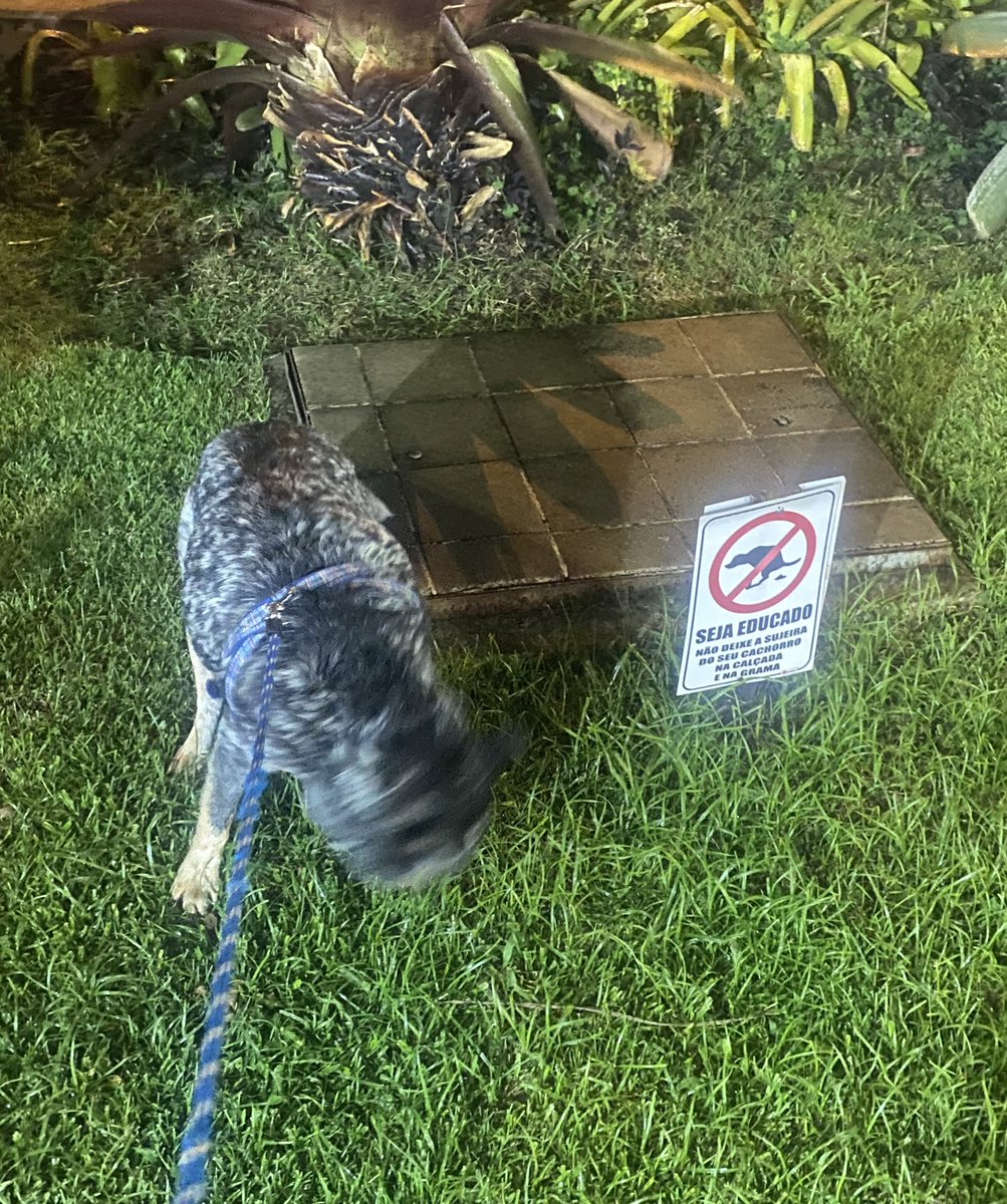 luixbarbosaa's tweet photo. piratinha fora da lei mijando na placa de proibido https://t.co/6GqgOO2Db9